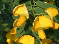 Sesbania sesban
